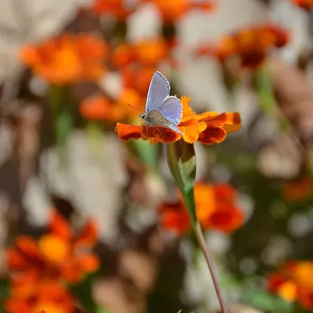 Gartagani Stemnitsa