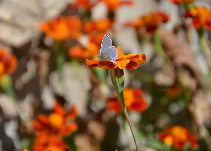 Gartagani Стемница